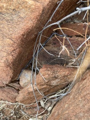 Leptotyphlops scutifrons