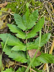 Pastinaca sativa