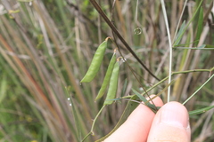 Vicia epetiolaris