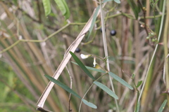 Vicia epetiolaris