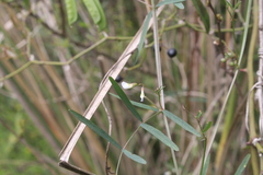 Vicia epetiolaris