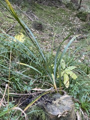 Carex agastachys