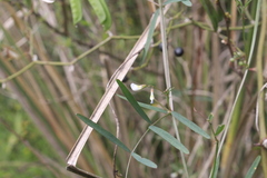 Vicia epetiolaris