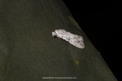 Barasa acronyctoides