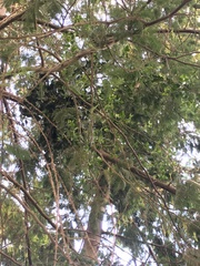 Tristerix corymbosus