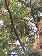 Tristerix corymbosus