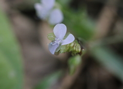 Murdannia loriformis