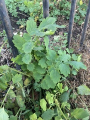 Chelidonium majus