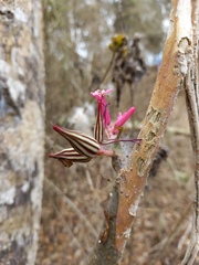 Vasconcellea parviflora