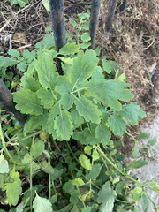 Chelidonium majus