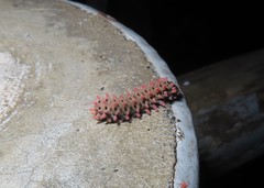 Histia flabellicornis