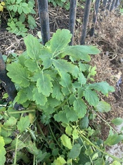 Chelidonium majus