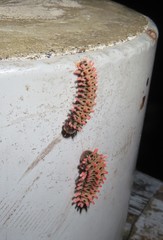 Histia flabellicornis