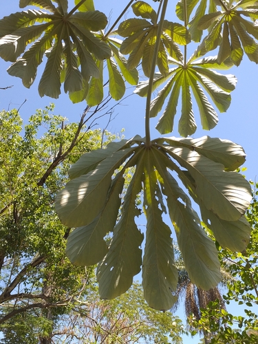 Cecropia pachystachya