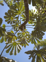 Cecropia pachystachya