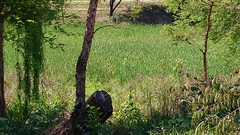 Thryonomys swinderianus