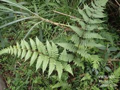 Athyrium opacum