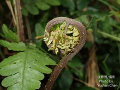 Athyrium opacum