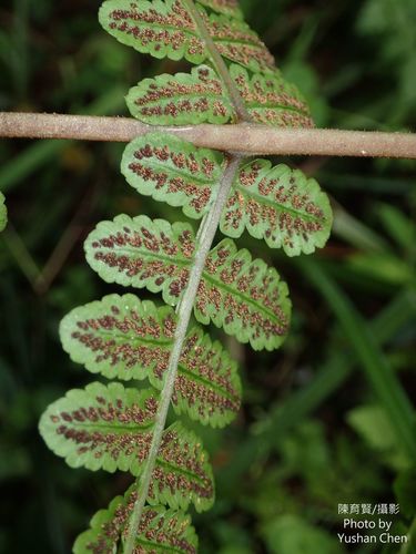 Cornopteris opaca iNat (1)