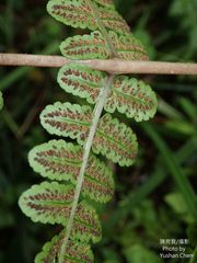 Athyrium opacum
