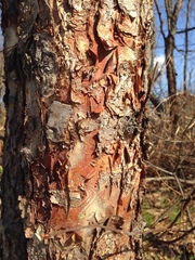 Betula nigra