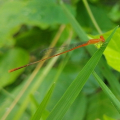 Leptobasis vacillans