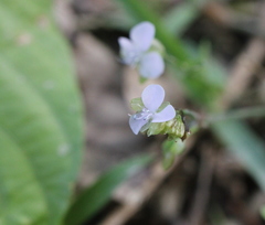 Murdannia loriformis