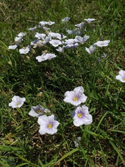 Nierembergia linariifolia