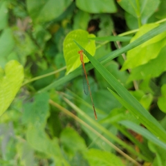 Leptobasis vacillans