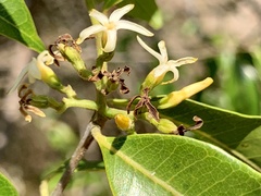 Landolphia kirkii