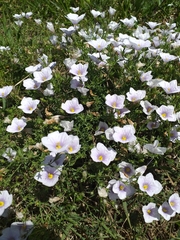 Nierembergia linariifolia