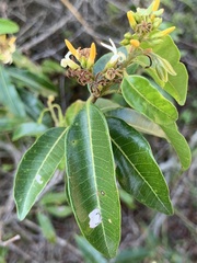Landolphia kirkii