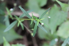 Scleromitrion diffusum