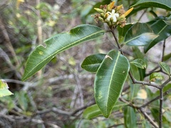 Landolphia kirkii