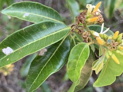 Landolphia kirkii