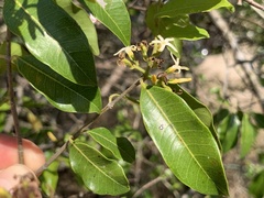 Landolphia kirkii