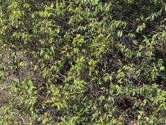 Landolphia kirkii