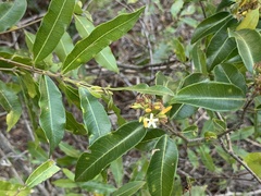 Landolphia kirkii