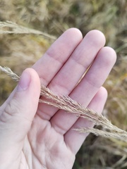 Calamagrostis epigejos