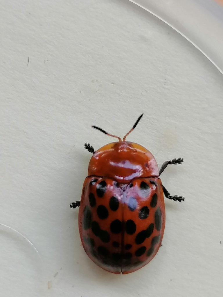 Conchyloctenia signatipennis