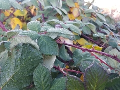 Rubus bifrons
