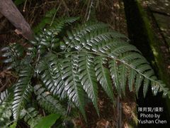 Dryopteris polita