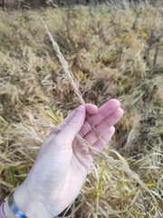 Calamagrostis epigejos