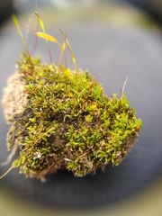 Aloina