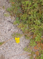 Argentina anserinoides