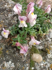 Antirrhinum