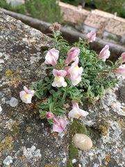 Antirrhinum