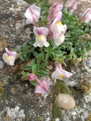 Antirrhinum