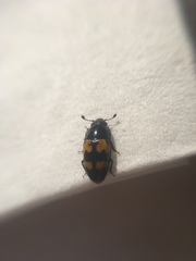 Glischrochilus fasciatus