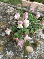 Antirrhinum
